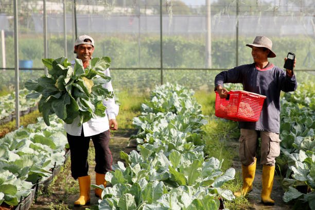 Ilustrasi petani modern/istock