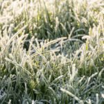 Ilustrasi embun upas/istock Ilustrasi embun upas/istock