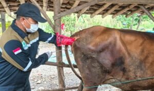 Inseminator Rembang Bakal Maju Lomba Tingkat Jateng / rembangkab