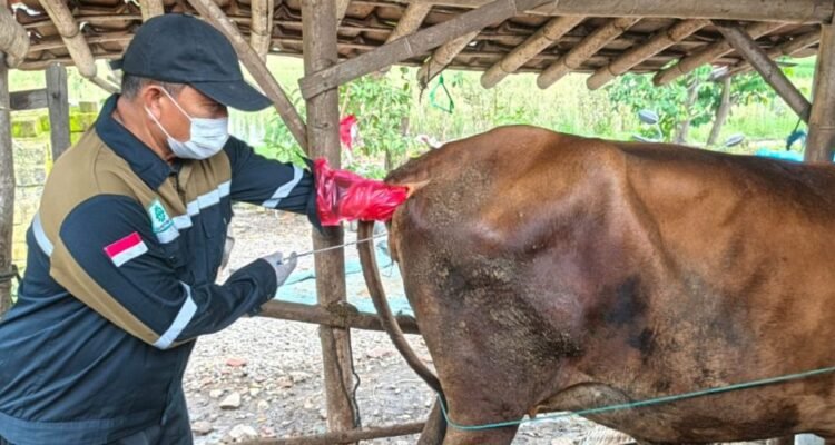 Inseminator Rembang Bakal Maju Lomba Tingkat Jateng / rembangkab