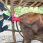 Inseminator Rembang Bakal Maju Lomba Tingkat Jateng / rembangkab