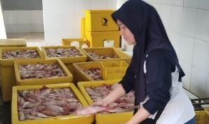 Usai Lele, Ikan Nila Juga Bakal Jadi Menu MBG di Rembang/rembangkab