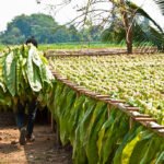 Petani tembakau/istock