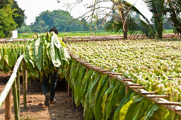 Petani tembakau/istock