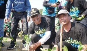 Sebanyak 36.200 Bibit Mangrove Ditanam di Pantai Pasar Banggi Rembang/rembangkab