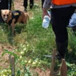 WhatsApp Image 2025 12 27 at 10.15.47 800x445 1 - Jawa Tengah