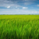 ilustrasi lahan padi/istock