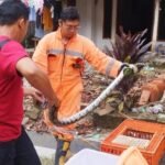 Sepanjang 2025, Damkar Rembang Evakuasi Ular 96 Kali/rembangkab