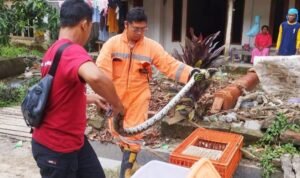 Sepanjang 2025, Damkar Rembang Evakuasi Ular 96 Kali/rembangkab