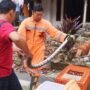 Sepanjang 2025, Damkar Rembang Evakuasi Ular 96 Kali/rembangkab