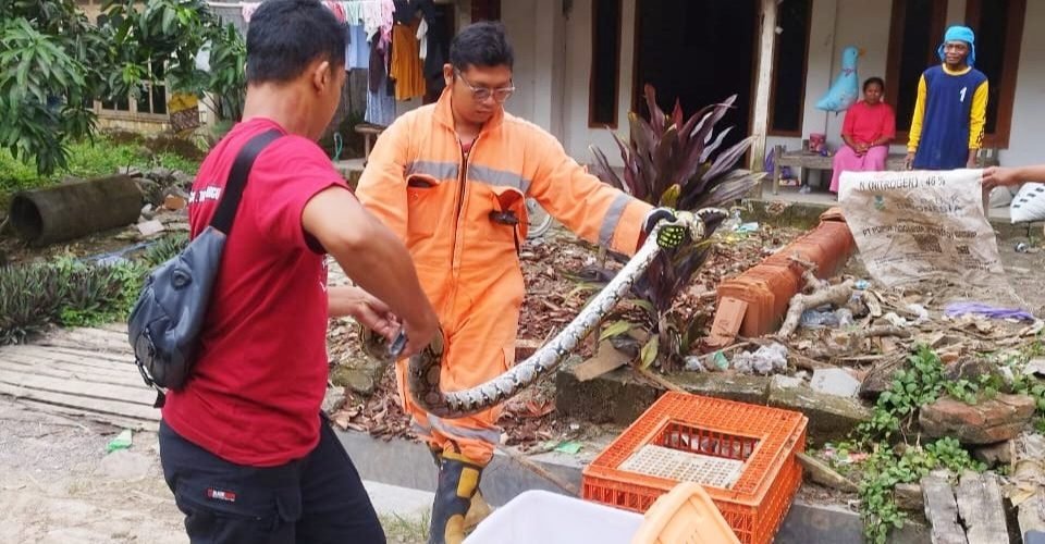 Sepanjang 2025, Damkar Rembang Evakuasi Ular 96 Kali/rembangkab