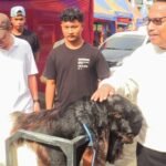 Kontes Kambing Rembang Dinilai Mampu Dorong Perekonomian Lokal/rembangkab