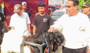 Kontes Kambing Rembang Dinilai Mampu Dorong Perekonomian Lokal/rembangkab