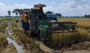 Petani Rembang Tersenyum Lebar, Harga Gabah Tingkat Petani Capai Rp7.100 per Kilogram/rembangkab