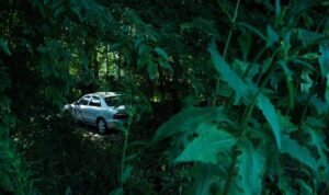 Ilustrasi mobil parkir di hutan/istock Ilustrasi mobil parkir di hutan/istock