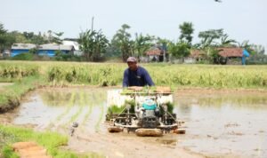 El Nino Godzilla Ancam Indonesia, Petani Rembang Optimis Tetap Bisa Tanam/jatengprov