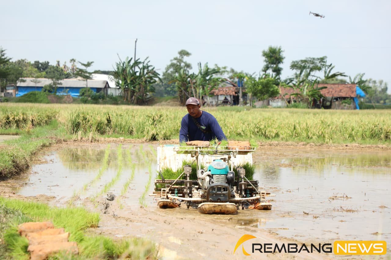 El Nino Godzilla Ancam Indonesia, Petani Rembang Optimis Tetap Bisa Tanam/jatengprov