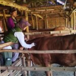 ternak sapi di rembang/rembangkab