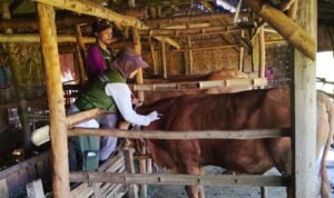 ternak sapi di rembang/rembangkab