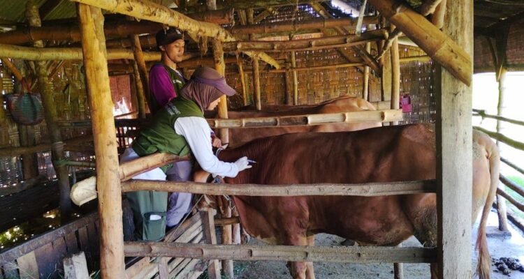 ternak sapi di rembang/rembangkab