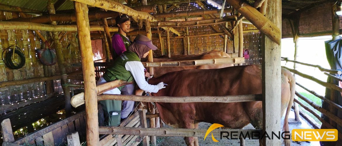 ternak sapi di rembang/rembangkab
