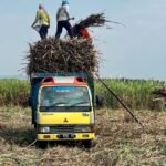 Pemkab Rembang Dorong Tebu Jadi Komoditas Unggulan Pertanian /rembangkab Pemkab Rembang Dorong Tebu Jadi Komoditas Unggulan Pertanian /rembangkab