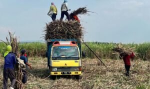 Pemkab Rembang Dorong Tebu Jadi Komoditas Unggulan Pertanian /rembangkab