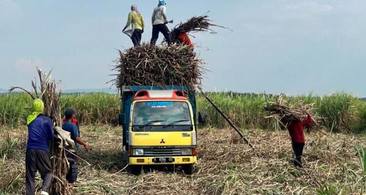 Pemkab Rembang Dorong Tebu Jadi Komoditas Unggulan Pertanian /rembangkab Pemkab Rembang Dorong Tebu Jadi Komoditas Unggulan Pertanian /rembangkab