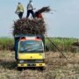 Pemkab Rembang Dorong Tebu Jadi Komoditas Unggulan Pertanian /rembangkab
