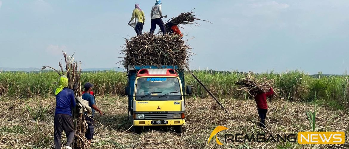 Pemkab Rembang Dorong Tebu Jadi Komoditas Unggulan Pertanian /rembangkab