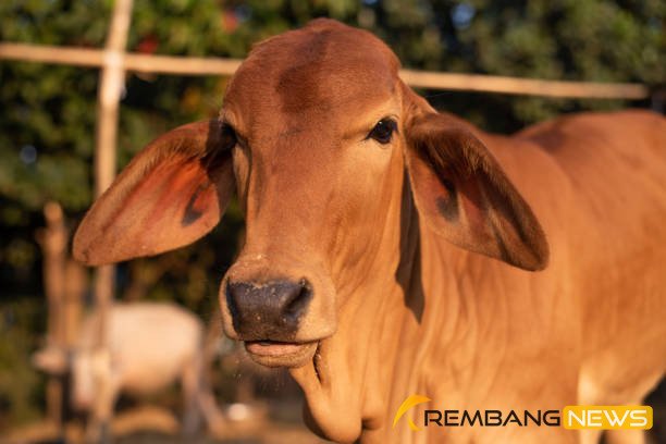Ilustrasi sapi/istock Ilustrasi sapi/istock