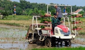 Lahan pertanian di Rembang/rembangkab Lahan pertanian di Rembang/rembangkab