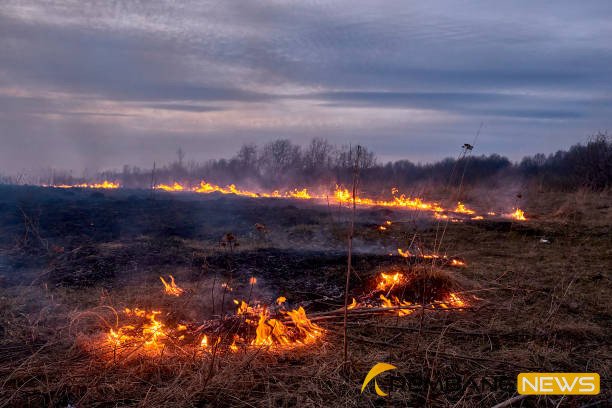 Ilustrasi lahan terbakar/istock Ilustrasi lahan terbakar/istock