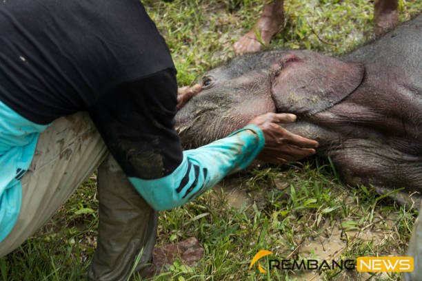 Ilustrasi gajah mati/istock