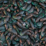 Ilustrasi kerang hijau/istock