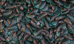 Ilustrasi kerang hijau/istock