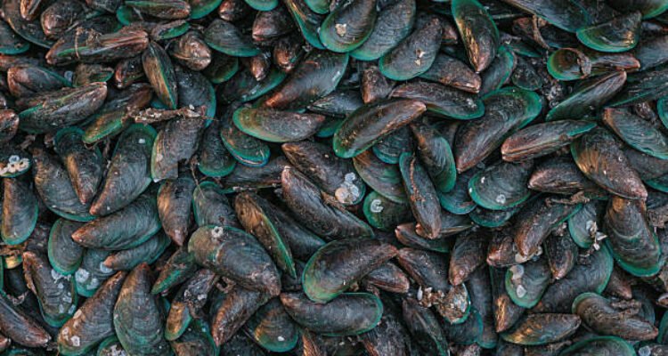 Ilustrasi kerang hijau/istock