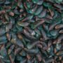 Ilustrasi kerang hijau/istock