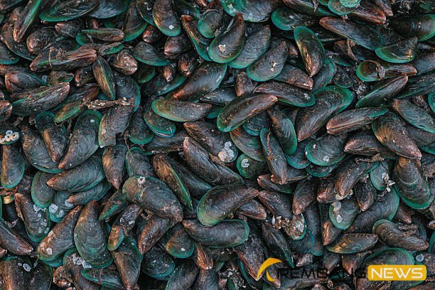 Ilustrasi kerang hijau/istock Ilustrasi kerang hijau/istock
