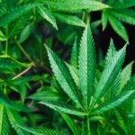 Ilustrasi ganja/unsplash