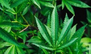 Ilustrasi ganja/unsplash