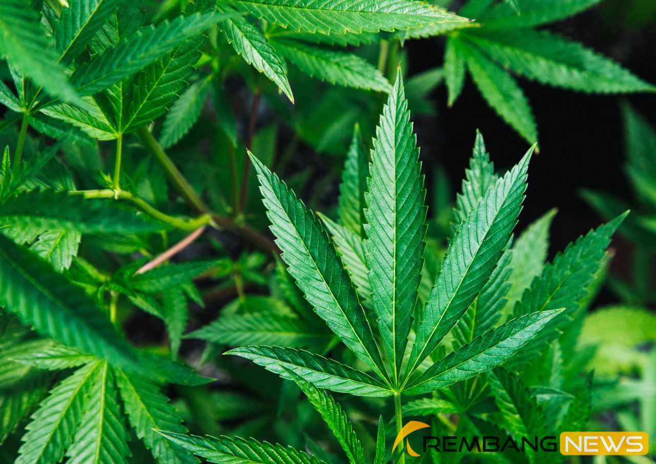 Ilustrasi ganja/unsplash Ilustrasi ganja/unsplash
