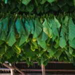 Ilustrasi penjemuran daun tembakau/unsplash Ilustrasi penjemuran daun tembakau/unsplash