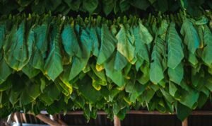 Ilustrasi penjemuran daun tembakau/unsplash Ilustrasi penjemuran daun tembakau/unsplash