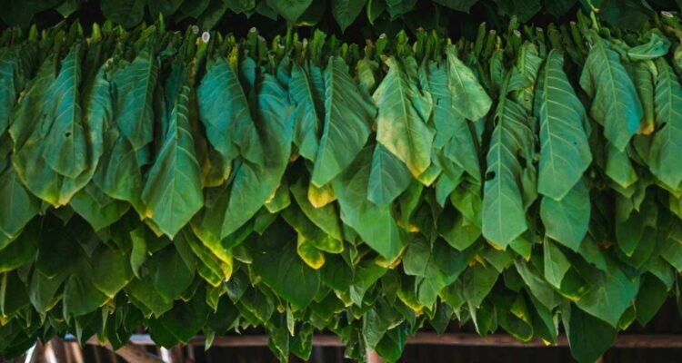 Ilustrasi penjemuran daun tembakau/unsplash Ilustrasi penjemuran daun tembakau/unsplash