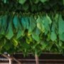 Ilustrasi penjemuran daun tembakau/unsplash