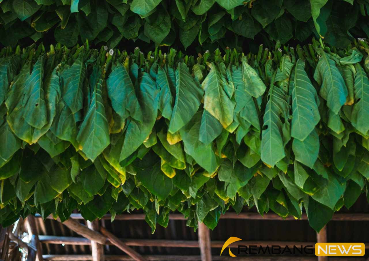 Ilustrasi penjemuran daun tembakau/unsplash