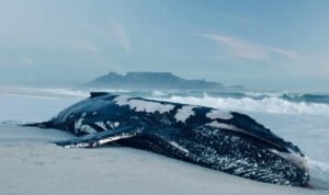 Ilustrasi paus terdampar/unsplash