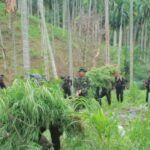Ladang Ganja 18 Hektar Ditemukan di Aceh Utara/humas polri