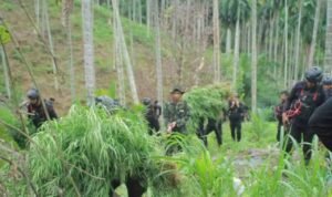 Ladang Ganja 18 Hektar Ditemukan di Aceh Utara/humas polri Ladang Ganja 18 Hektar Ditemukan di Aceh Utara/humas polri